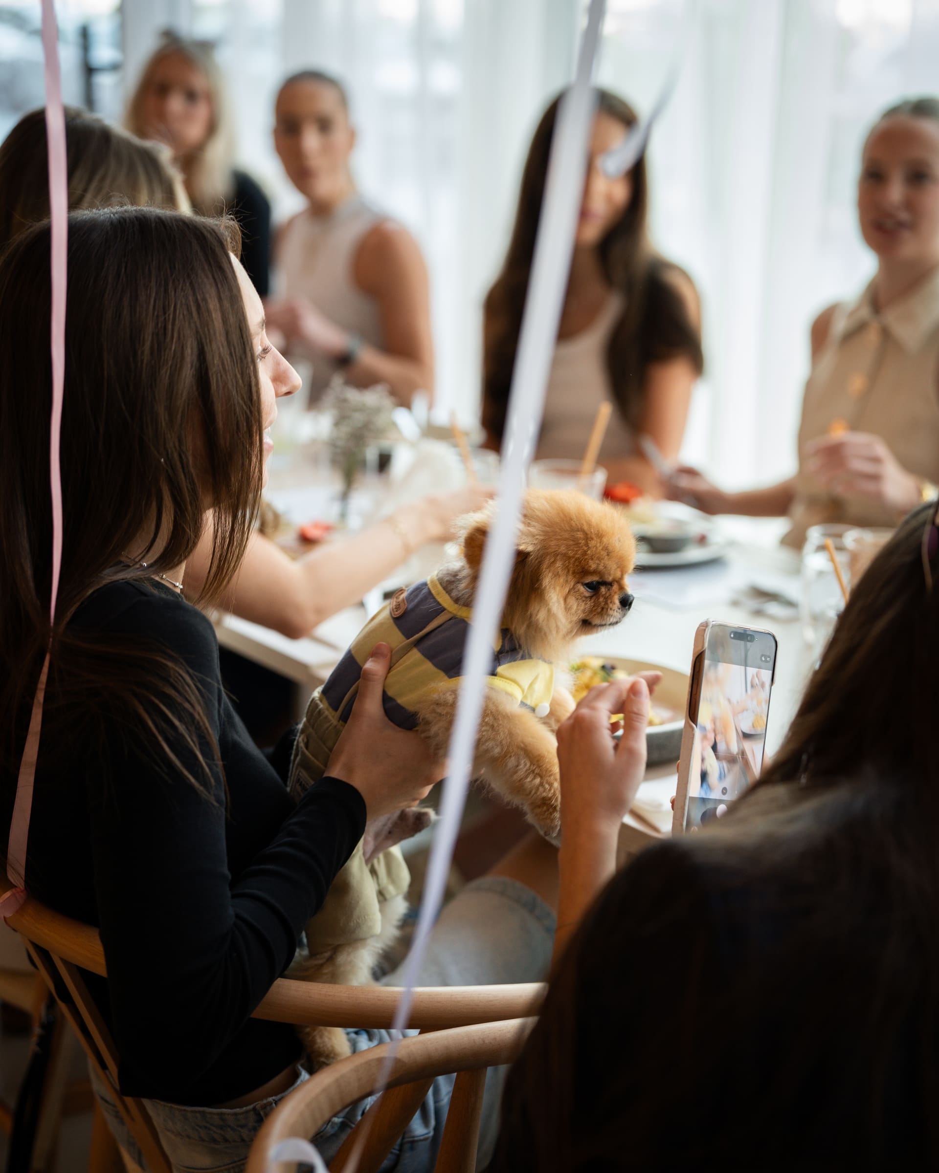 A Pomeranian in a knitted sweater on a guest's lap at a long brunch table full of friends