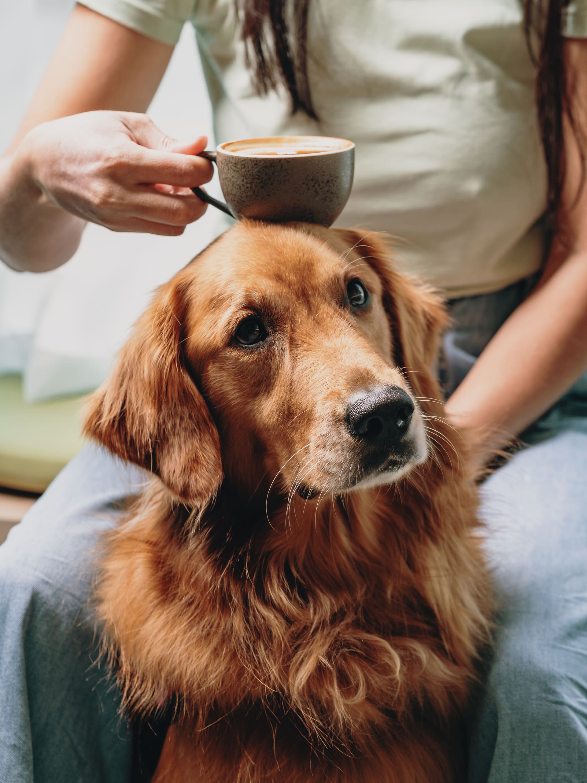Stella the golden retriever sitting patiently with a cappuccino cup balanced on top of her head